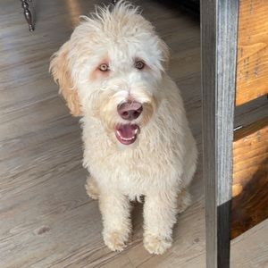 Meet your Posher, Penelope